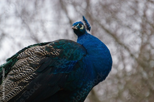 Pfau Portrait