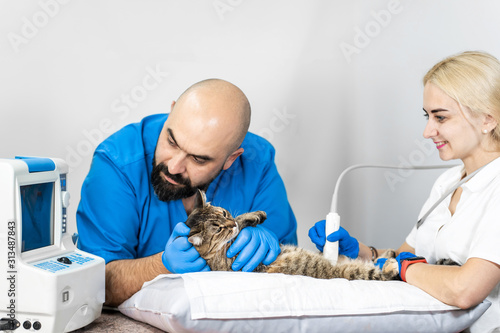 Veterinarians carry through an ultrasound examination of a domestic cat photo