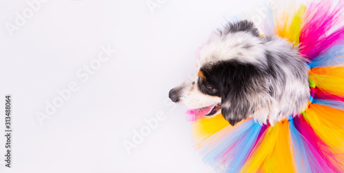 Banner of Portrait of white crossbreed dog with multicolored collar on white background © ABDCreative