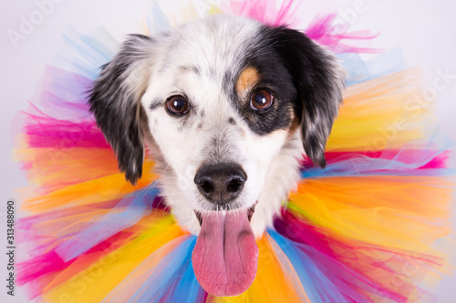Portrait close-up of white crossbreed dog with multicolored collar on white background