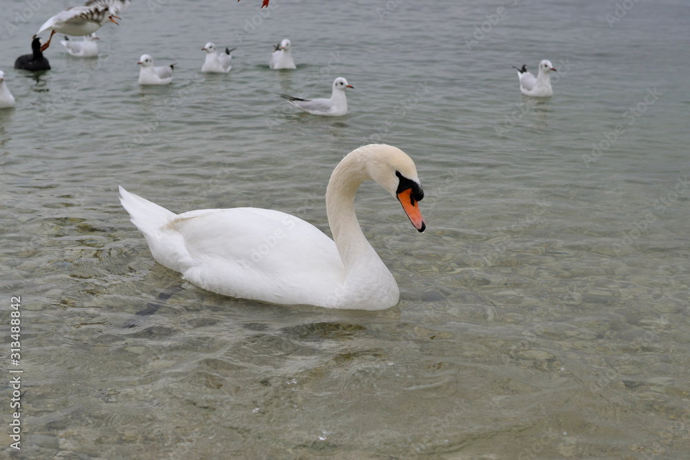 Fototapeta premium Flock of gulls, ducks, swans and doves on a cloudy day on the black sea coast 