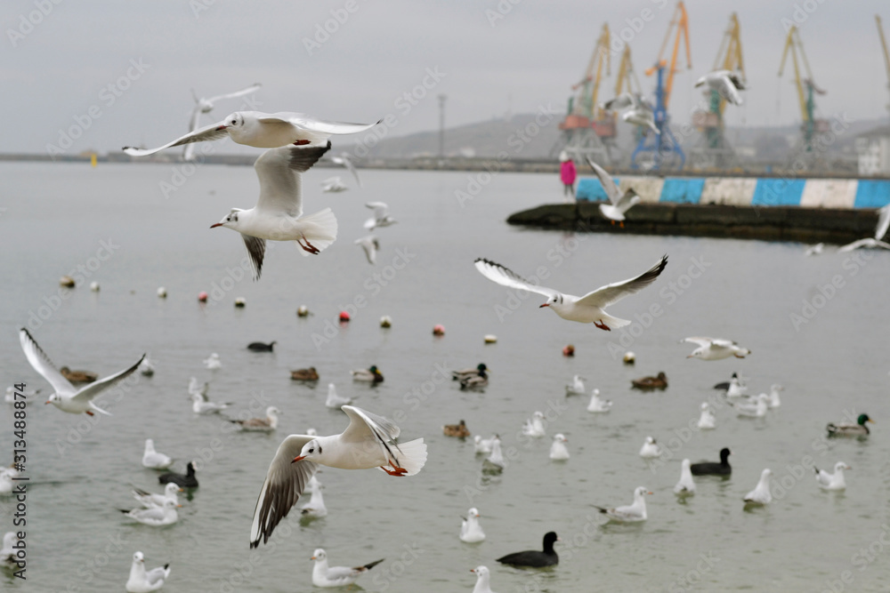 Flock of gulls, ducks, swans and doves on a cloudy day on the black sea coast Flock of gulls, ducks, swans and doves on a cloudy day on the black sea coast