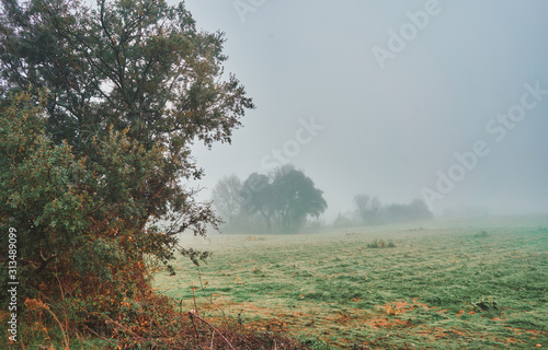 Beautiful mystical landscape with fog in autumn.