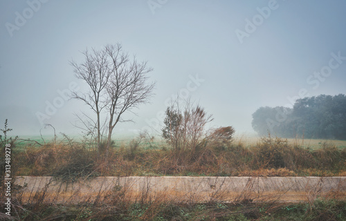 Landscape with trees without leaves on the fog