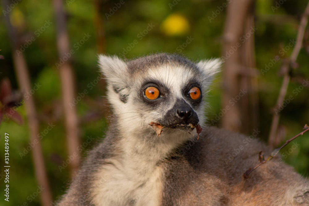 Fototapeta premium Lemur eating