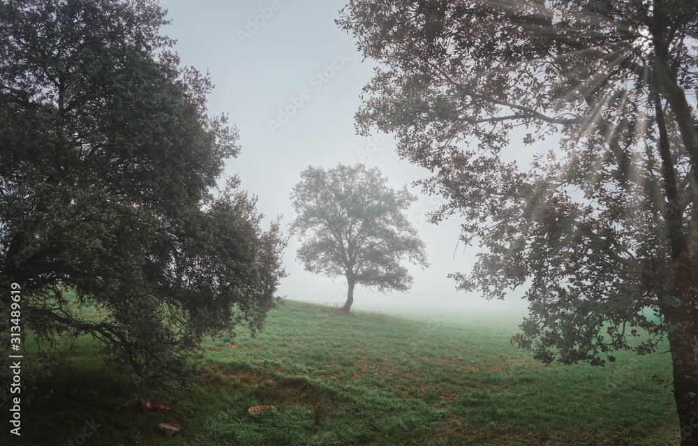 Beautiful mystical landscape with fog in autumn. Beautiful mystical landscape with fog in autumn.