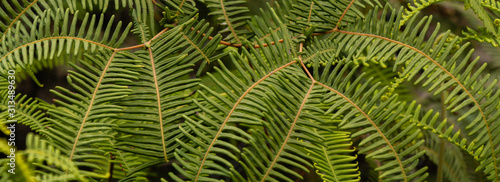 Dicranopteris linearis