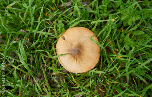 Wild mushroom in green field in autumn