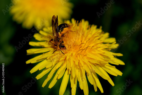 Bee polinates a dandelion and collects nectar photo