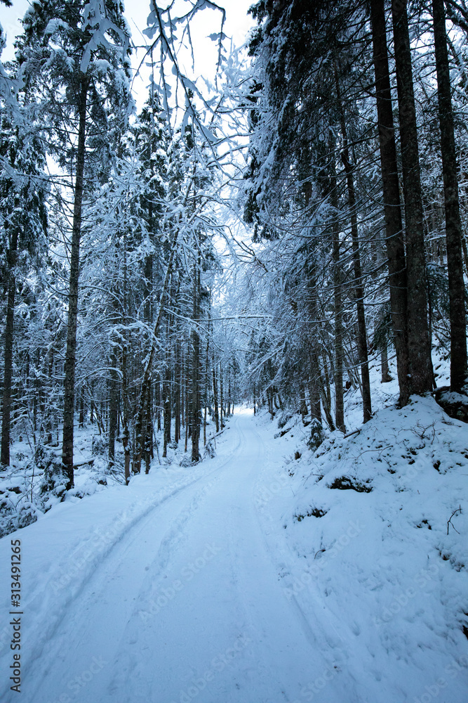 Forest in snow with a path in winter Forest in snow with a path in winter