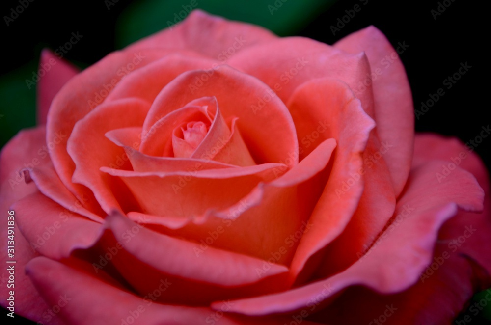 Flower of a blooming pink-orange coral-peach rose, large petals below in the center. Flower of a blooming pink-orange coral-peach rose, large petals below in the center.