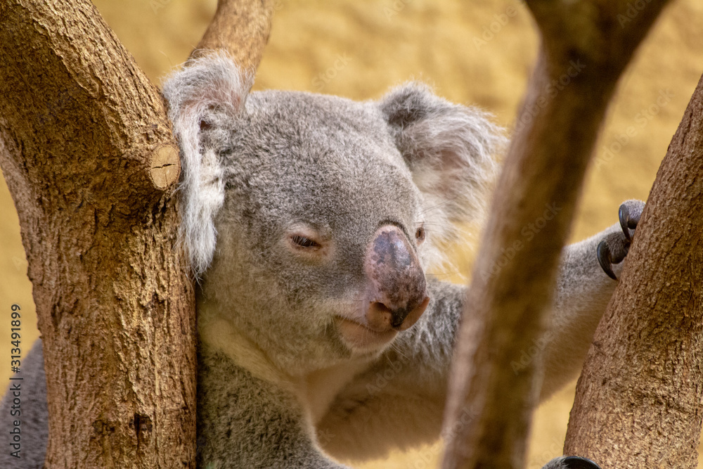 Obraz premium Dresden ZOO