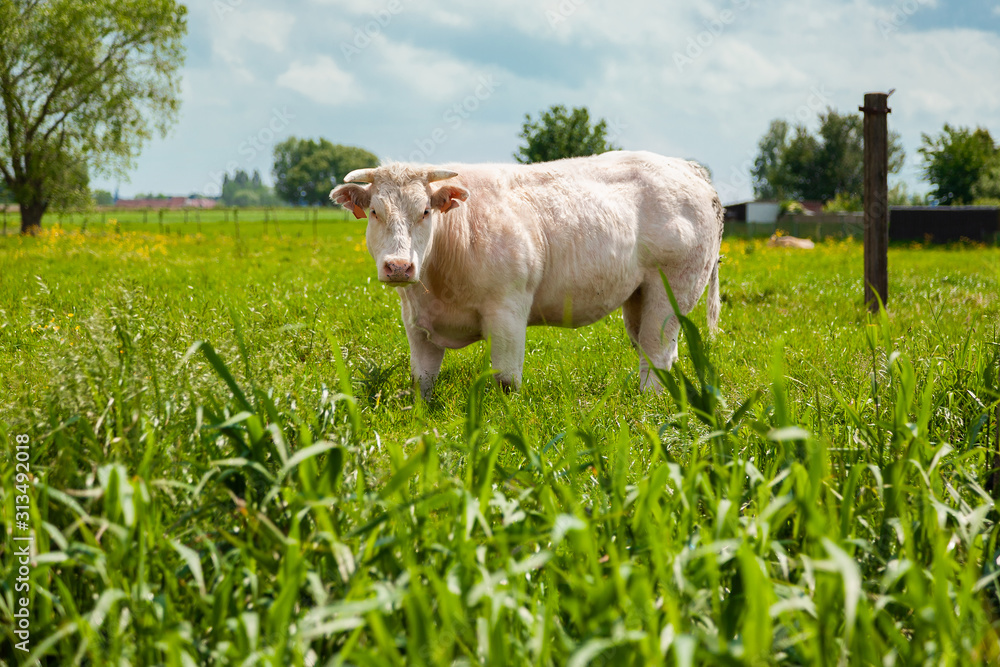 White Belgian blue cow looks at camera in green meadow White Belgian blue cow looks at camera in green meadow