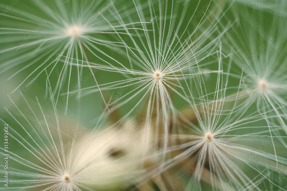 closeup of dandelion on a green background closeup of dandelion on a green background