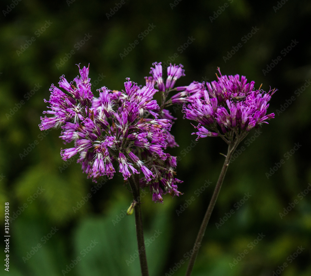 Fototapeta premium close up flower in swiss alps on a rainy day with green background