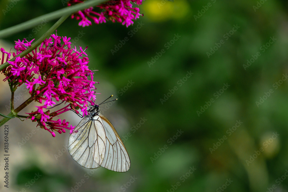 White striped butterfly on a pink flower