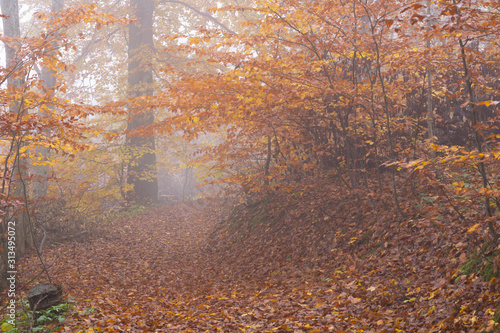 autumn leaves background