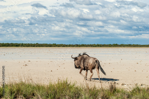 Fotografie Wildebeest Plodding through the Salt Pan
