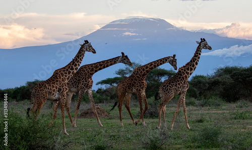 4 Giraffes   Mount Kilimanjaro
