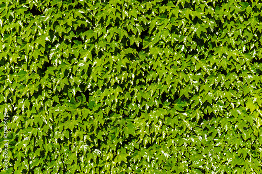 Dense foliage, green leaves on the wall Dense foliage, green leaves on the wall