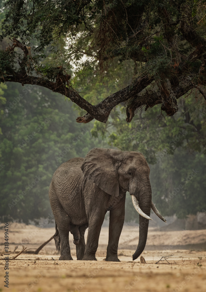African Bush Elephant - Loxodonta africana in Mana Pools National Park in Zimbabwe, standing in the green forest and eating or looking for leaves