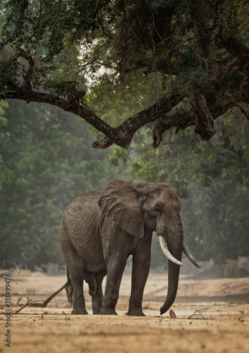 African Bush Elephant - Loxodonta africana in Mana Pools National Park in Zimbabwe  standing in the green forest and eating or looking for leaves
