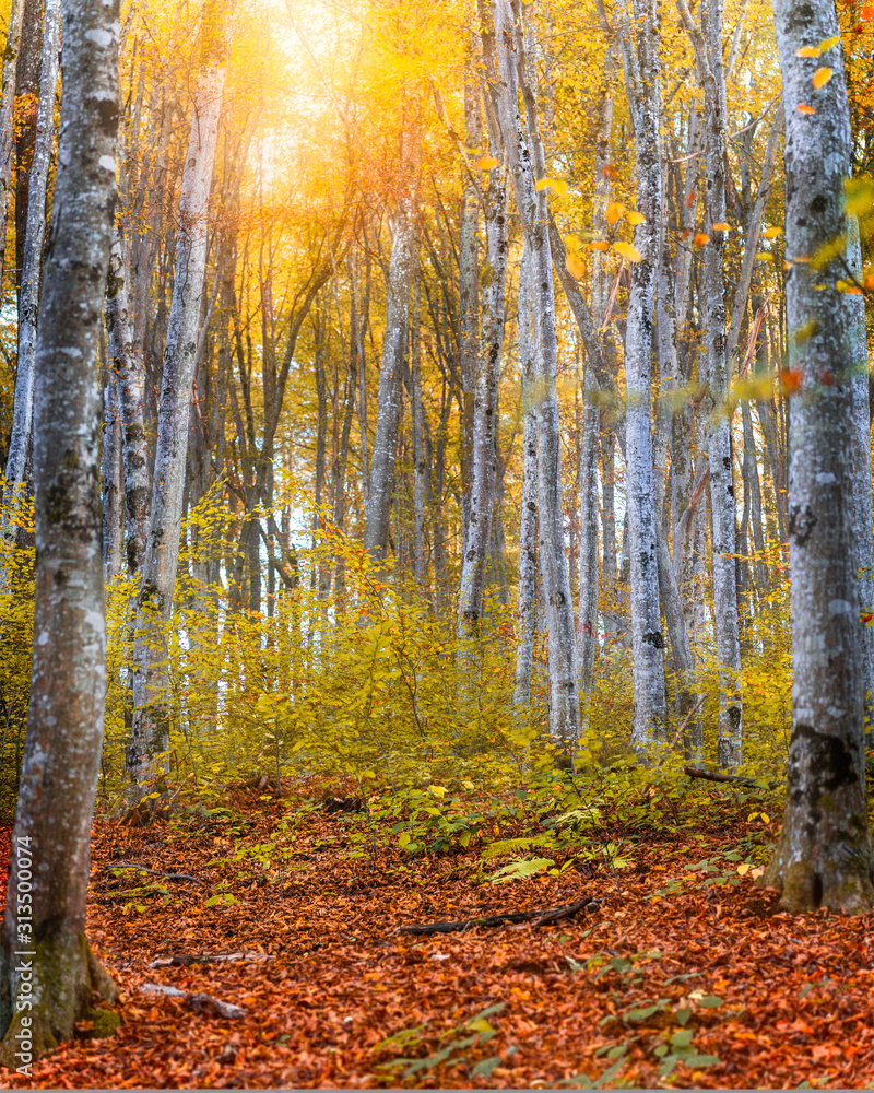 Silent Forest in fall with beautiful bright sun rays Silent Forest in fall with beautiful bright sun rays
