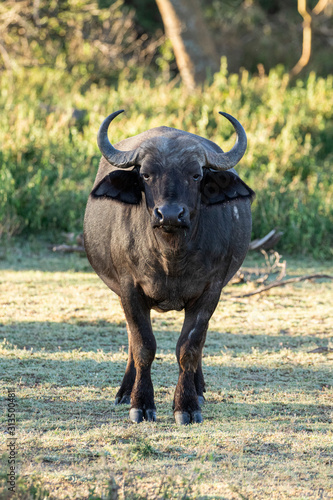 Adult Buffalo
