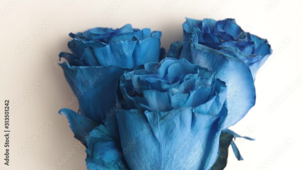 three large blue roses on a white background with a blue ribbon on the stems three large blue roses on a white background with a blue ribbon on the stems