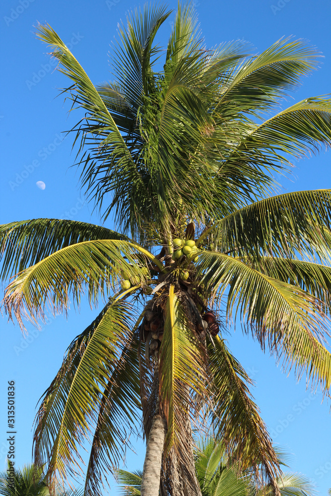palm tree on the beach close up vertical with the moon in the background on a sunny day