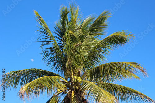 palm tree close up with the moon in the background on a sunny day