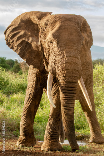 Big Elephant Portrait © Calvin Booker