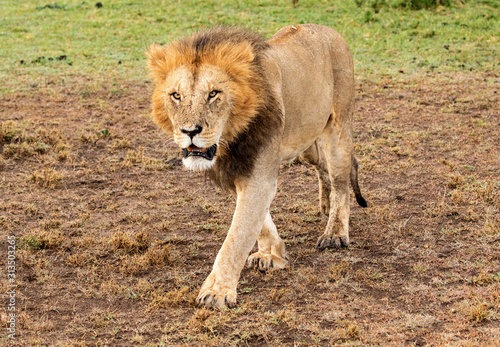 Male Lion