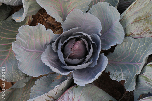 Close Up View of a Freshly Growing Red Cabbage in Farm Field in Yuma, Arizona