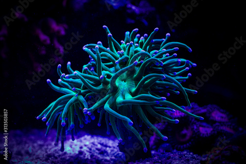 Fotobehang Euphyllia torch coral