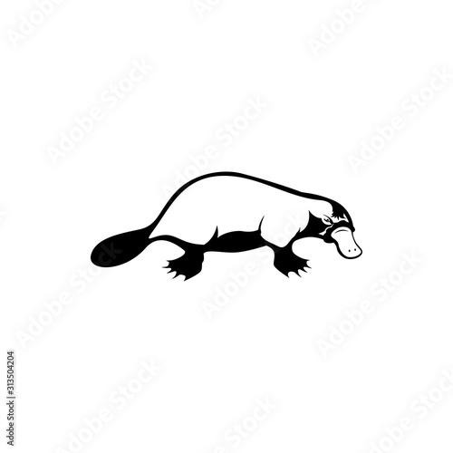 vector illustration of platypus