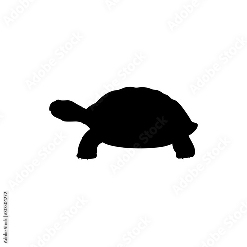 Obraz na plátně vector illustration of turtle
