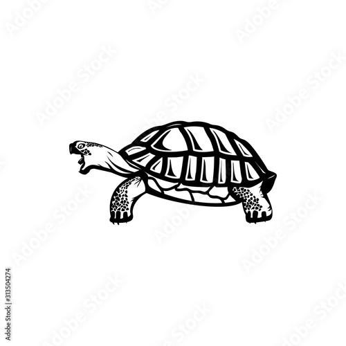 vector illustration of turtle