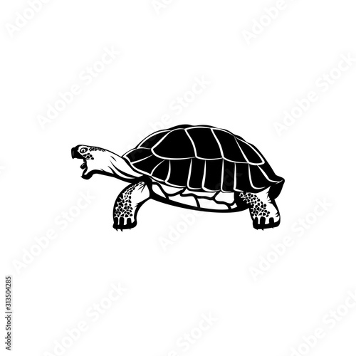 vector illustration of turtle