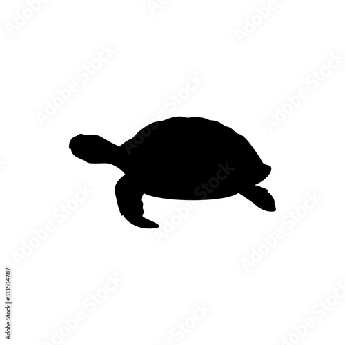 vector illustration of sea turtle