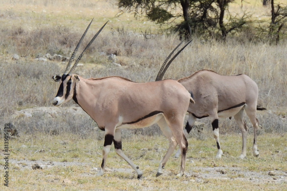 Oryxantilope im Samburu Nationalpark Kenia Oryxantilope im Samburu Nationalpark Kenia