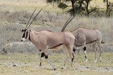 Oryxantilope im Samburu Nationalpark Kenia