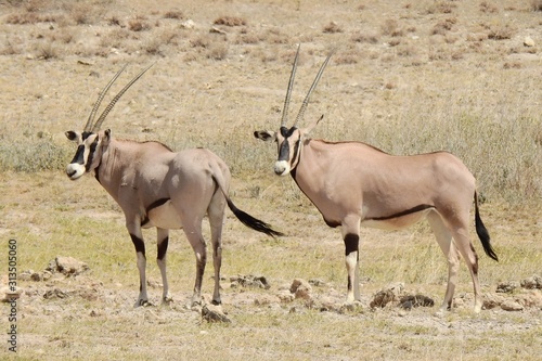 Oryxantilope im Samburu Nationalpark Kenia