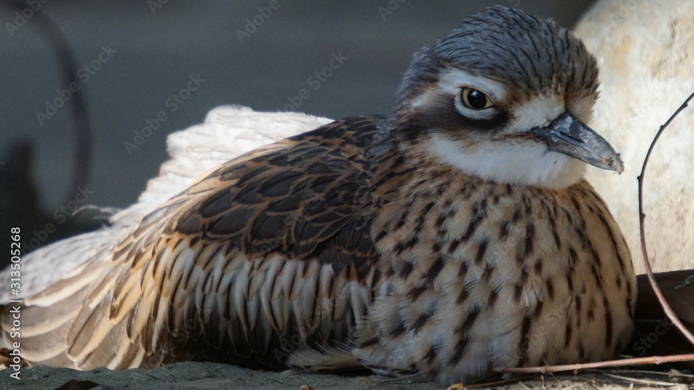 Fototapeta premium bird of prey
