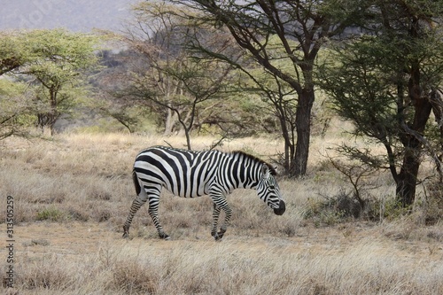 Zebra im Samburu National Park  Kenya