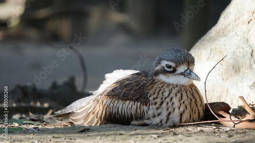 bird of prey