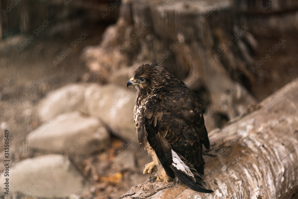 Fototapeta premium Birds of prey - Common Buzzard Buteo buteo sit on wood in zoo. The buzzard. Brown trees in the background. Landscape. Nature and fauna concept. Animals planet.