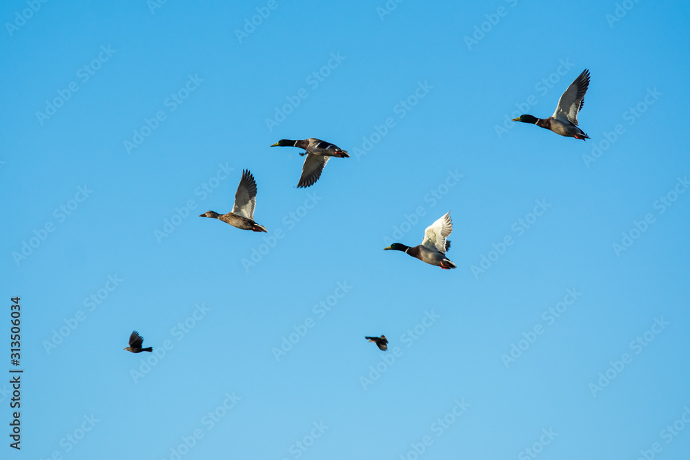 Mallard duck male drakes flock flying .