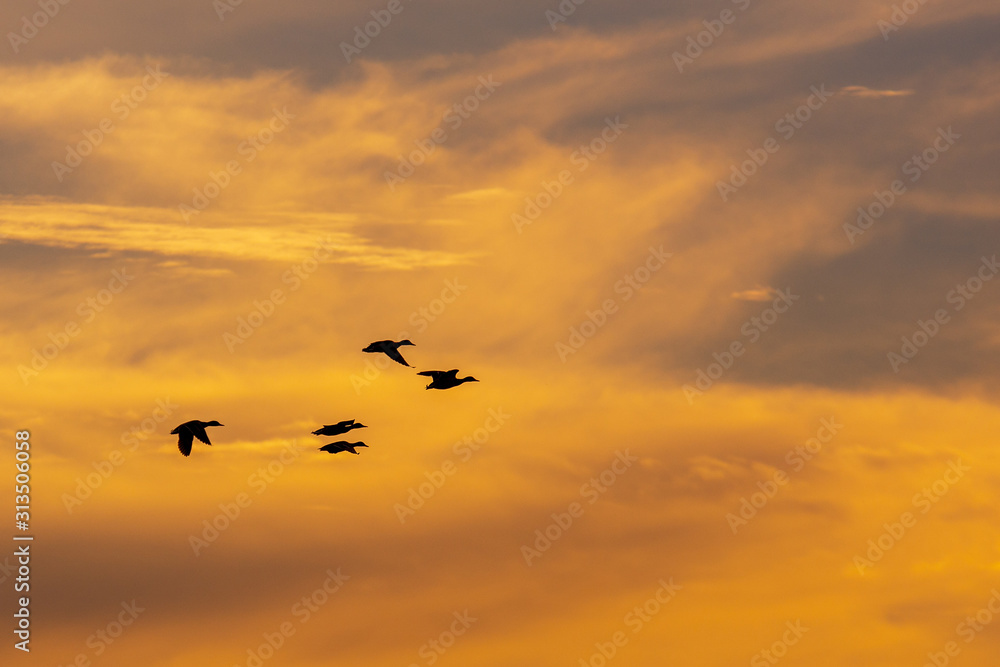 Ducks flying in flock with sunset sky .