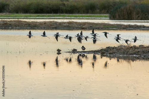 American avocets bird flock flying low over water.